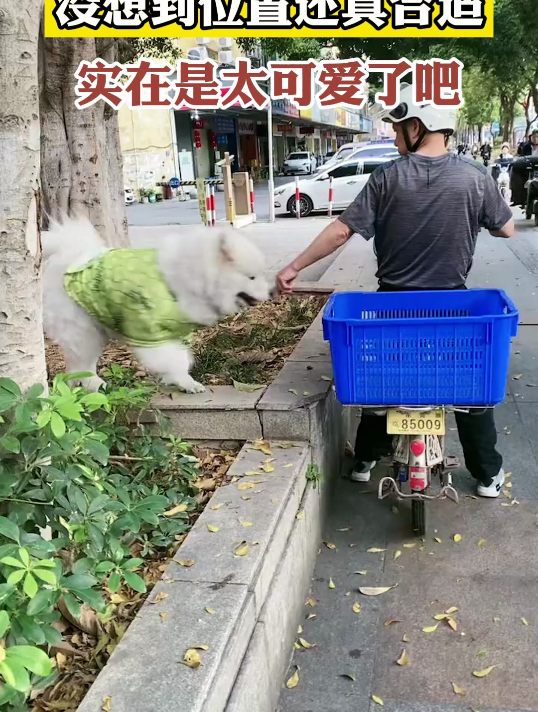 会上车的大萨摩耶没想到位置还真合适