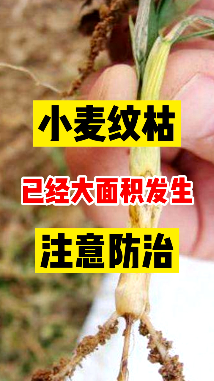 小麦纹枯病已经大面积发生了,注意及时防治!