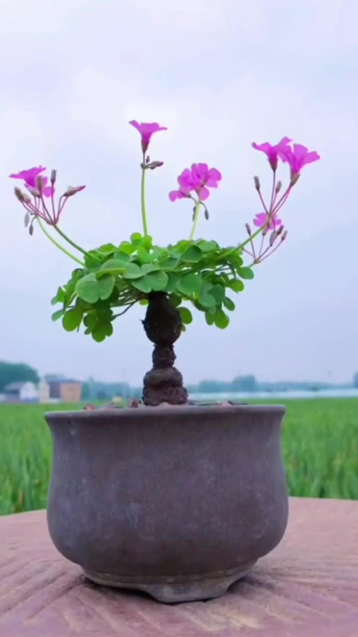 听说酢浆草今年比较火,再欣赏一下吧 酢浆草 提根酢浆草