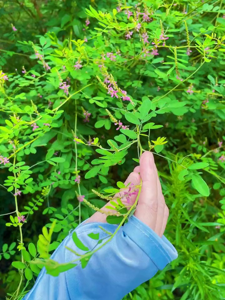 河北木蓝,一种常见中草药,具有清热止血和消肿生肌外敷疗效