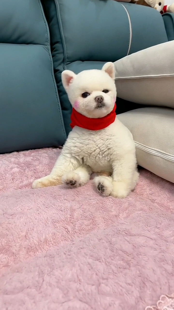 博美闹闹坐在沙发上,瞧闹闹的坐姿真可爱,萌萌哒