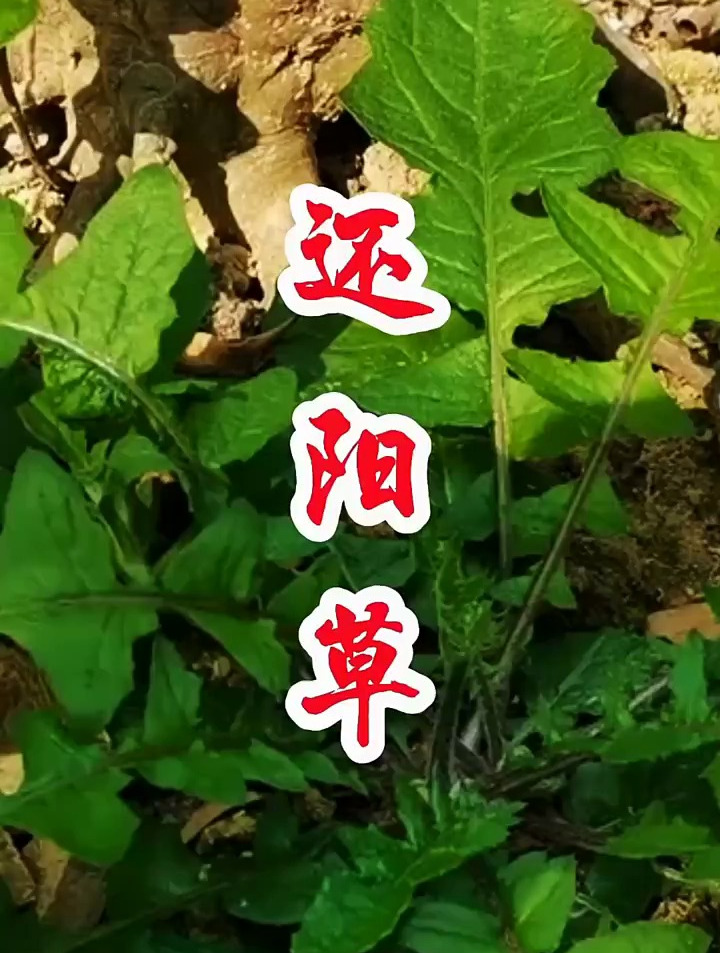 黄鹌菜,俗称"还阳草",懂它的村里人,采收回家煲汤喝