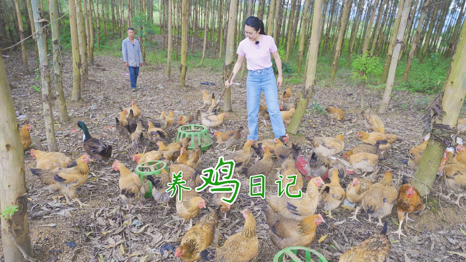 返乡青年在农村养了100多只土鸡,吃不完的鸡肉鸡蛋,生活美哉