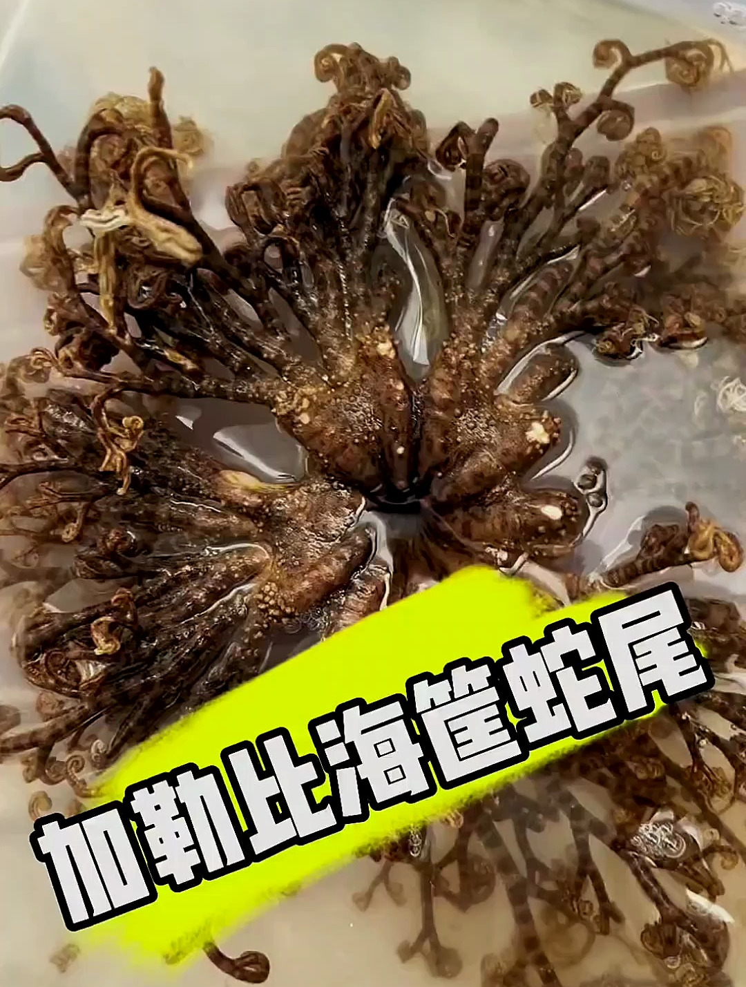 加勒比海筐蛇尾 海洋生物