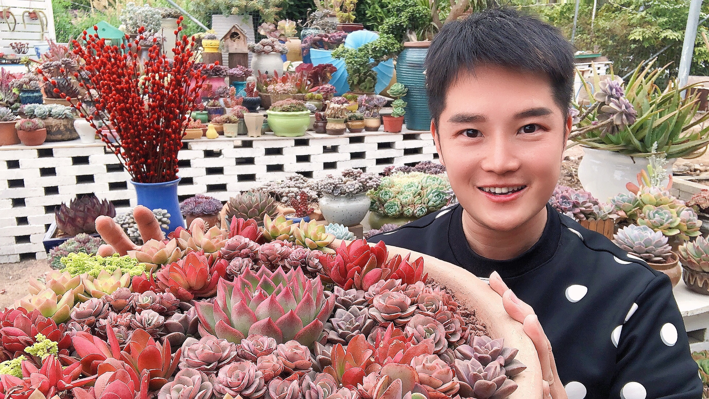 说说我们为什么那么喜欢多肉植物?原因在哪?一点一点分析出来!