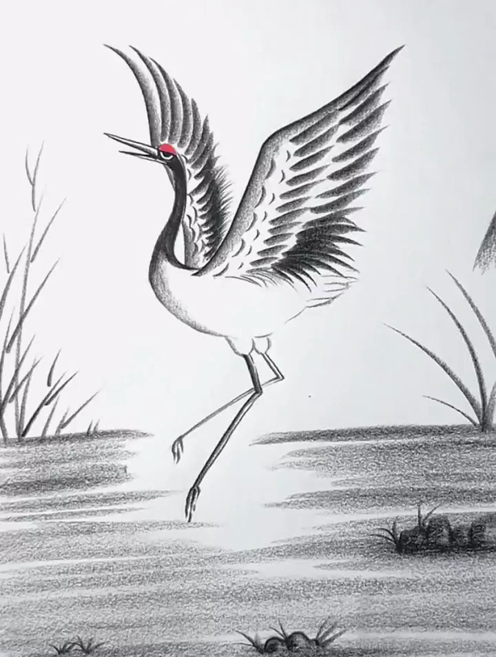 炭笔简单几笔画鹤,喜欢的一起画吧!