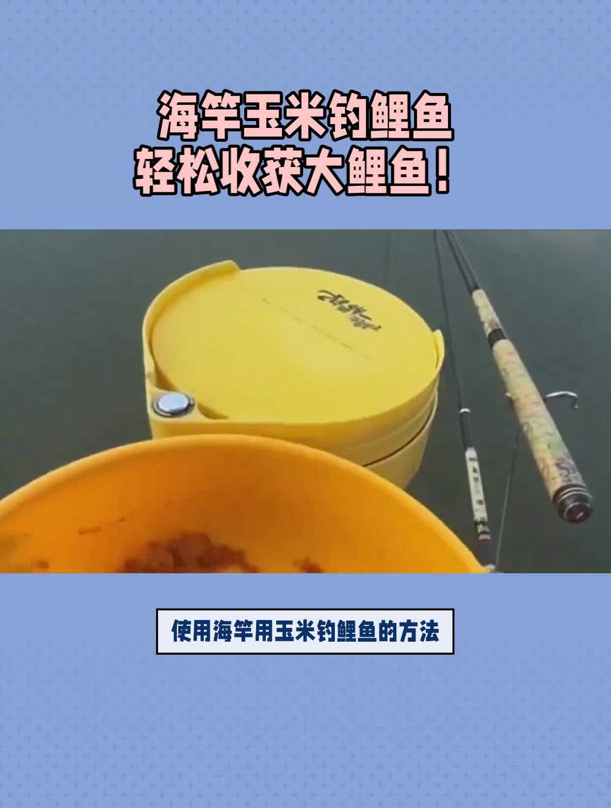 海竿玉米钓鲤鱼轻松收获大鲤鱼