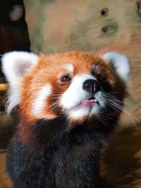 小望仔这雄壮的背影看起来像不像个棕红色的大鸡腿?-度小视