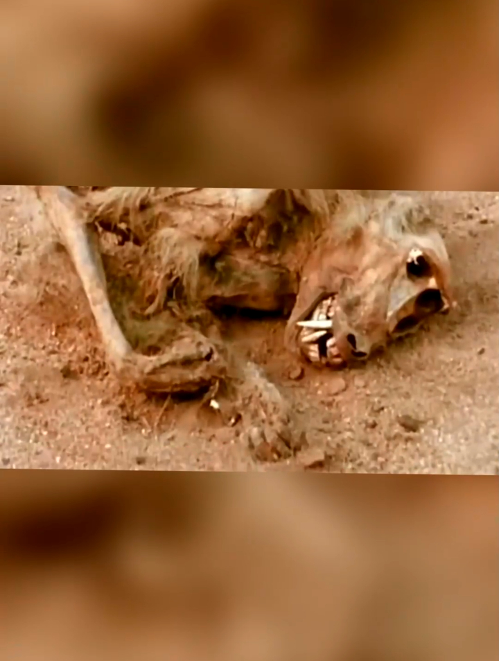 非洲草原干旱导致很多动物死去,水是生命之源!-度小视