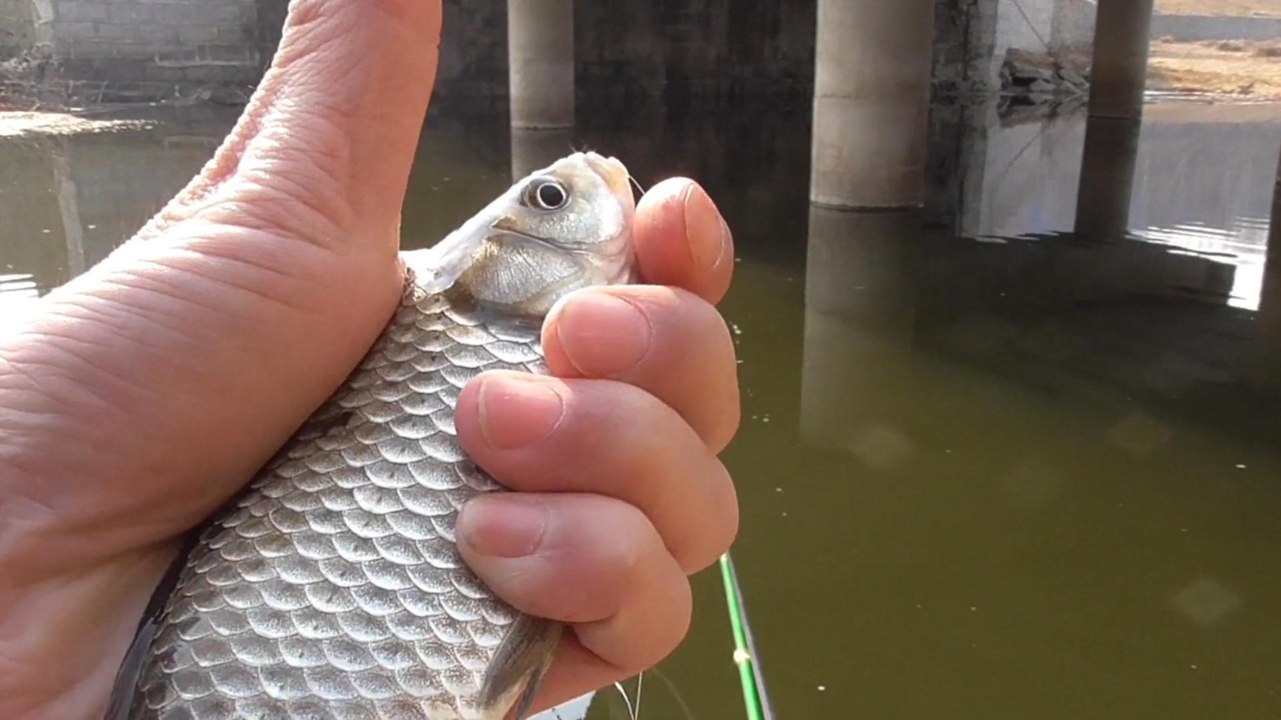 春季野钓鲫鱼,学会这三“看”,鲫鱼鱼窝一找一个准