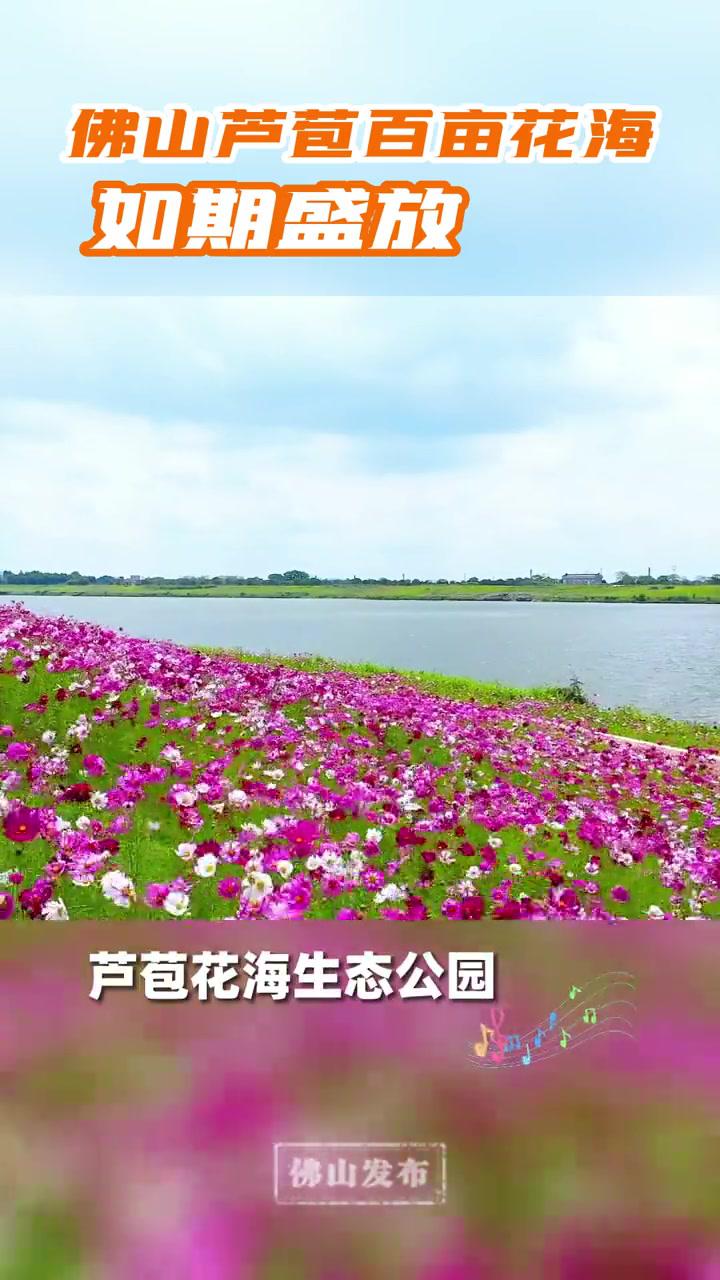 佛山芦苞花海公园图片