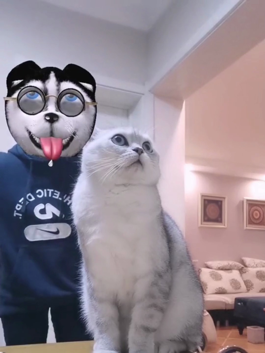 养猫之后,总归人和猫要疯一个才像话!