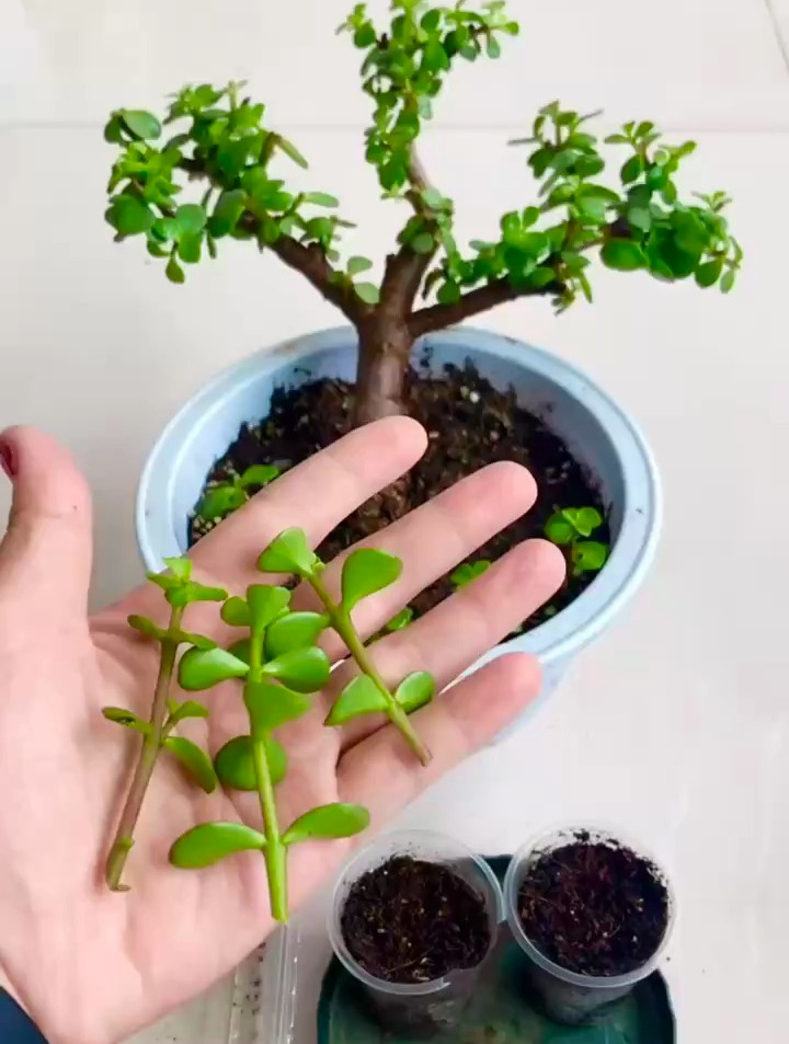 金枝玉叶扦插非常简单