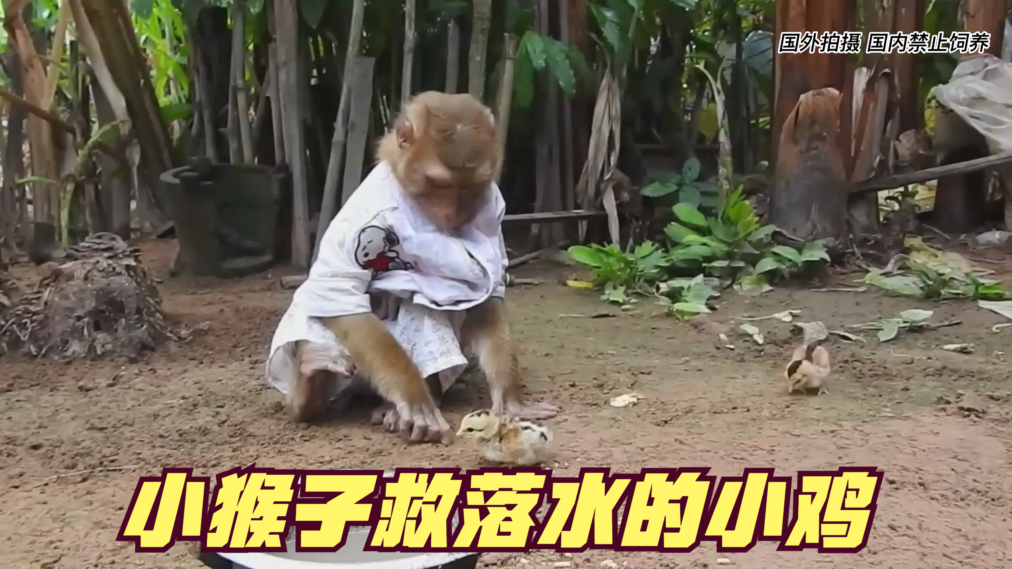 小鸡掉进水里,被小猴子成功救了上来