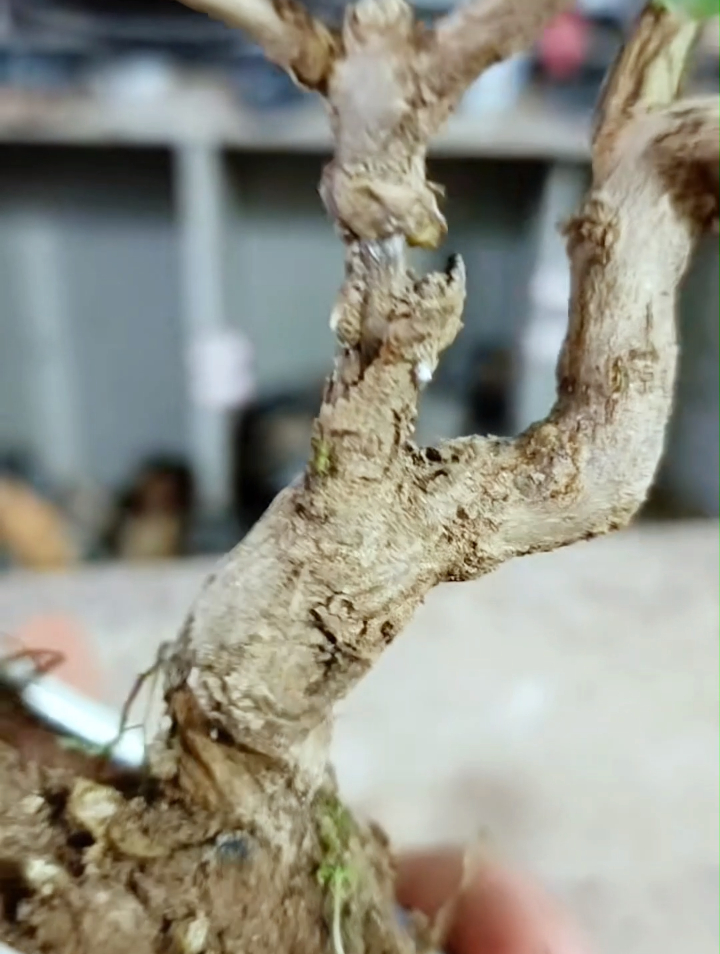 一个小石榴树,树干干枯掉皮!看我如何拯救它!