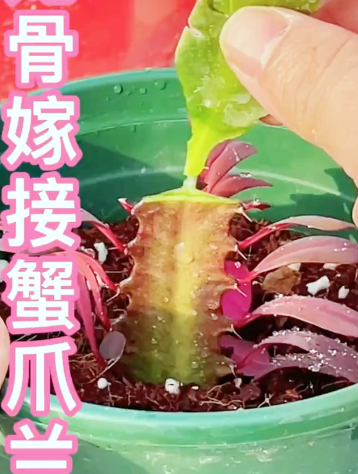 龙骨如何嫁接蟹爪兰,今天分享几招!-度小视