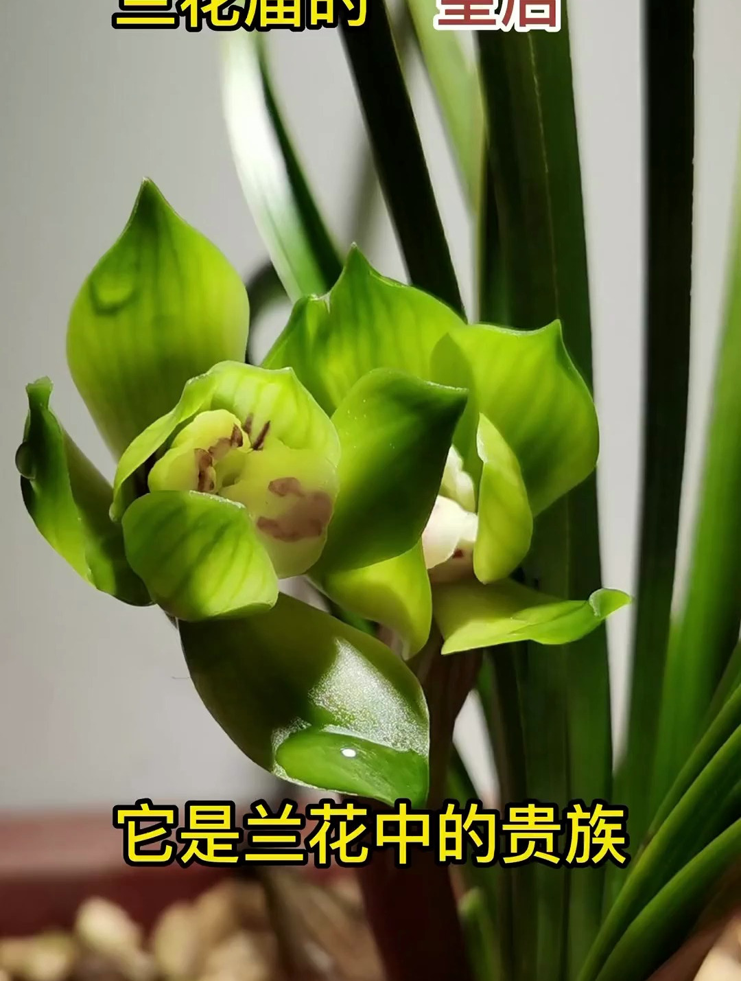 你知道兰花"皇后"吗?曾经身价高达十几万!-度小视