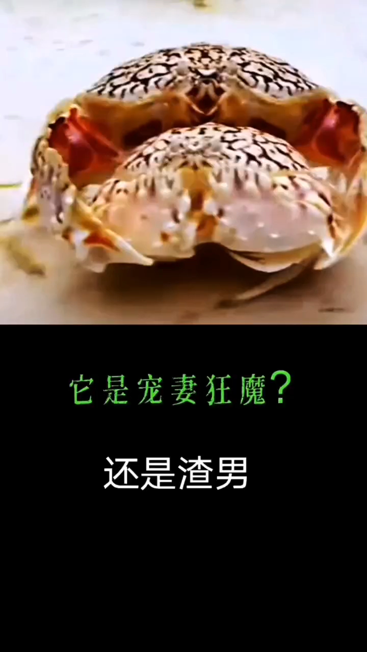 最爱老婆的动物,就是男友力爆棚的馒头蟹,是宠妻狂魔还是渣男?