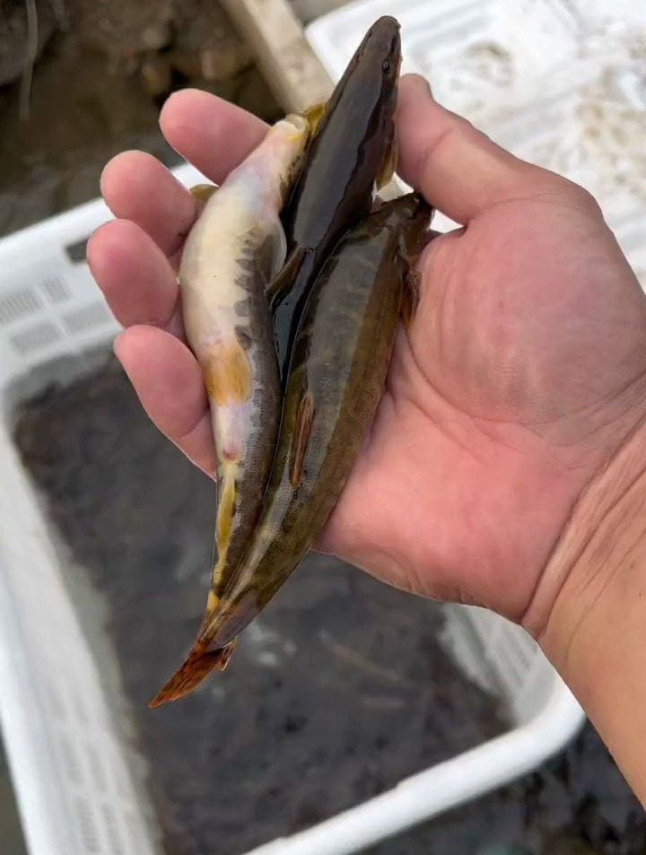 东北冷水花泥鳅,也被誉为水中人参-度小视