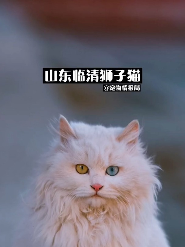 临清狮猫市场价图片