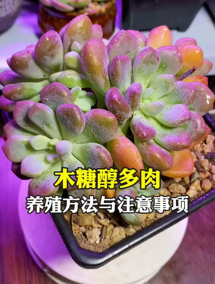 木糖醇多肉,养护方法与注意事项