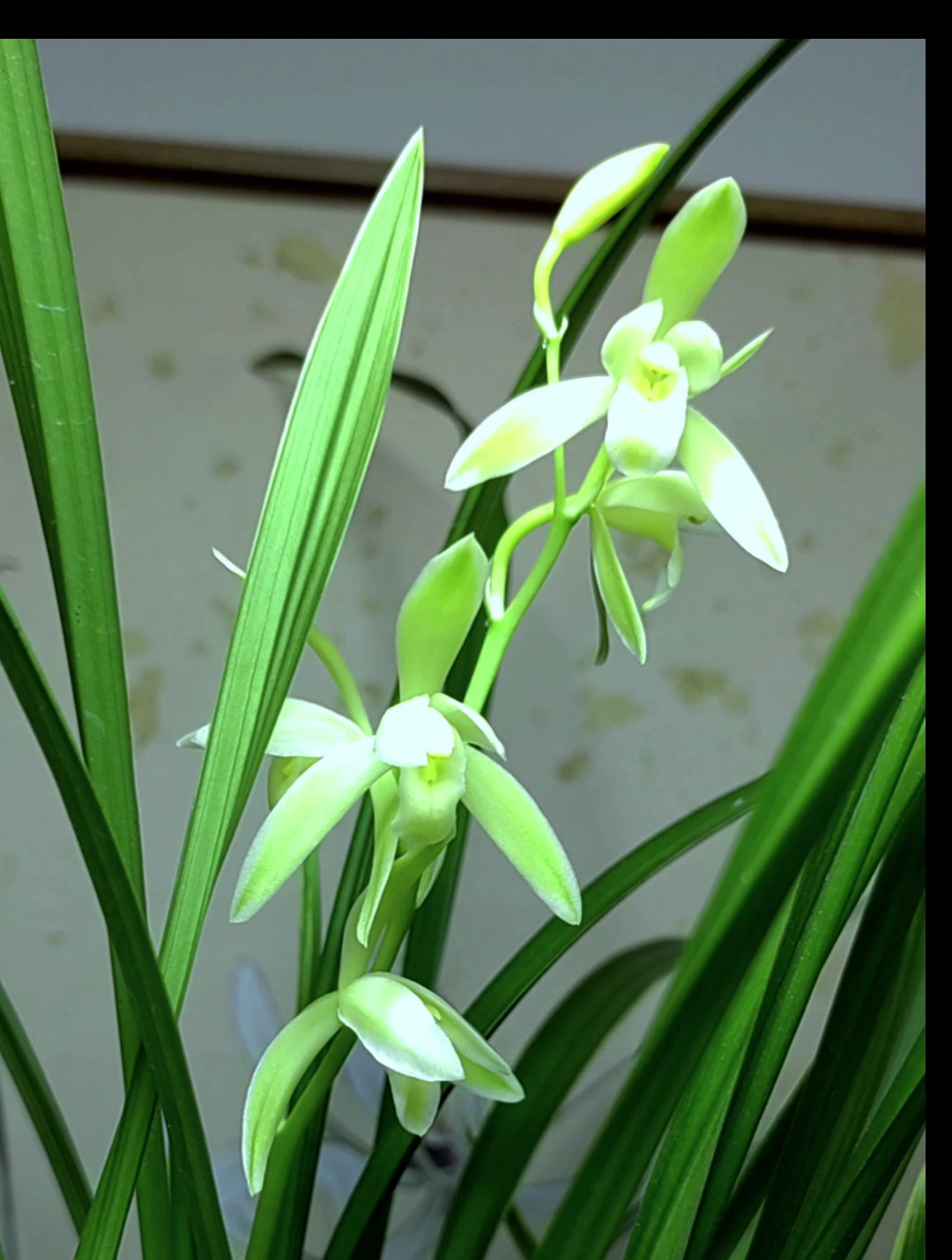 建兰金丝马尾爪,清香远溢