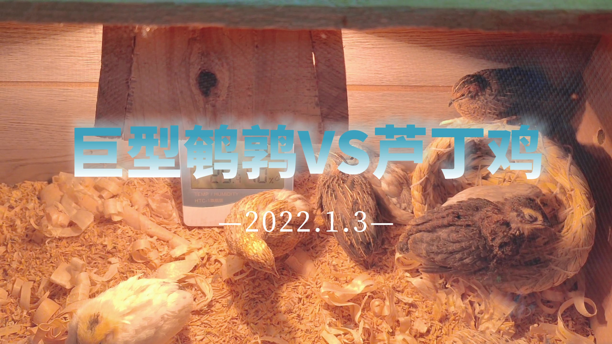 13天的巨型和40天的芦丁鸡,体型性格对比,你更喜欢哪个?