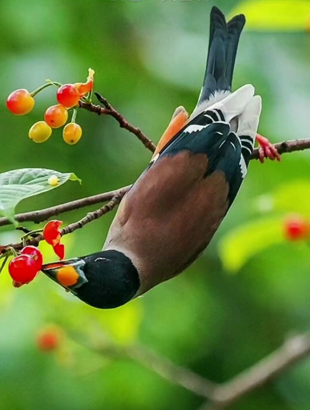 黑尾蜡嘴雀,性格活泼,胆子大