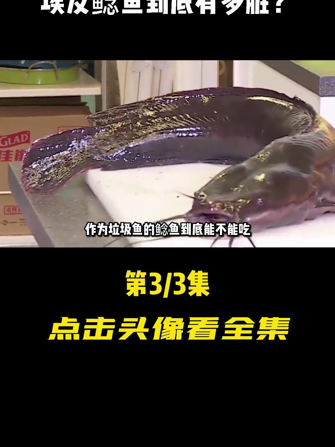 吃屎长大生下来就在粪坑,入侵我国40年,埃及鲶鱼到底有多脏?