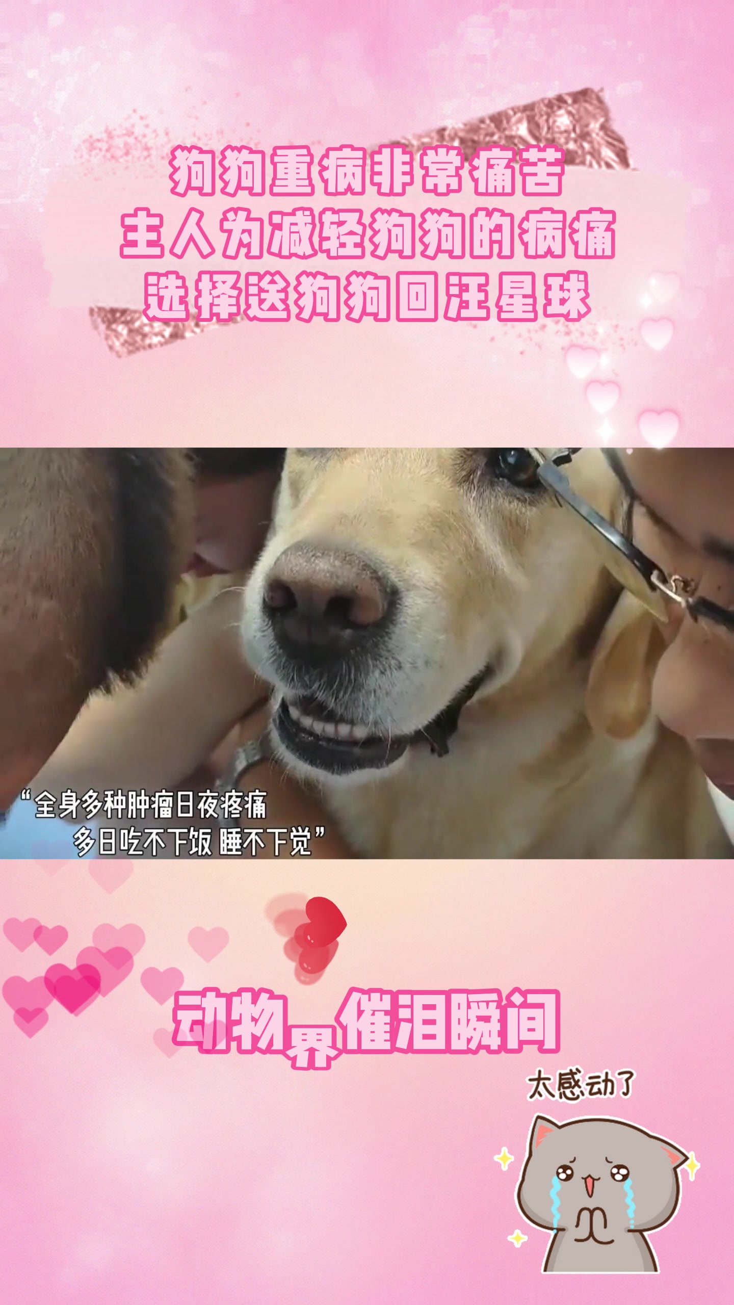 狗狗重病非常痛苦主人为减轻狗狗的病痛选择送狗狗回汪星球