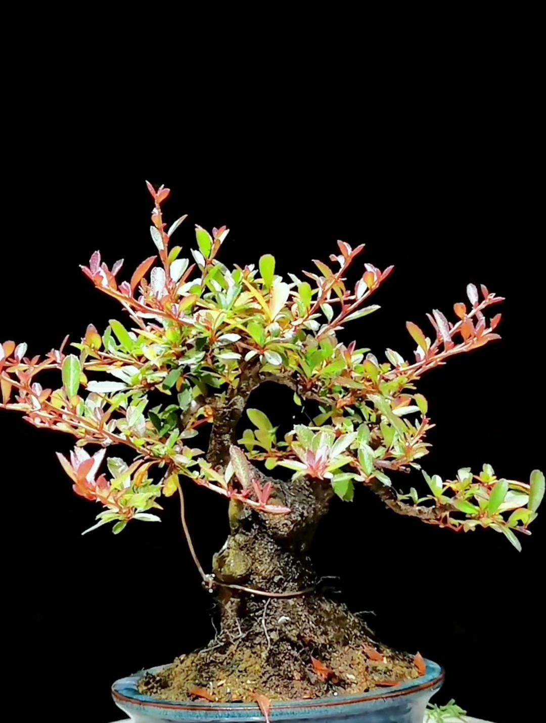 猥琐发育的矮霸火棘,今天给它修剪造型下,让它见见世面!