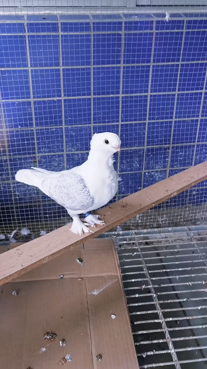 这就是战友送给我的淑女鸽喂食拍下这一幕看完真是满心欢喜