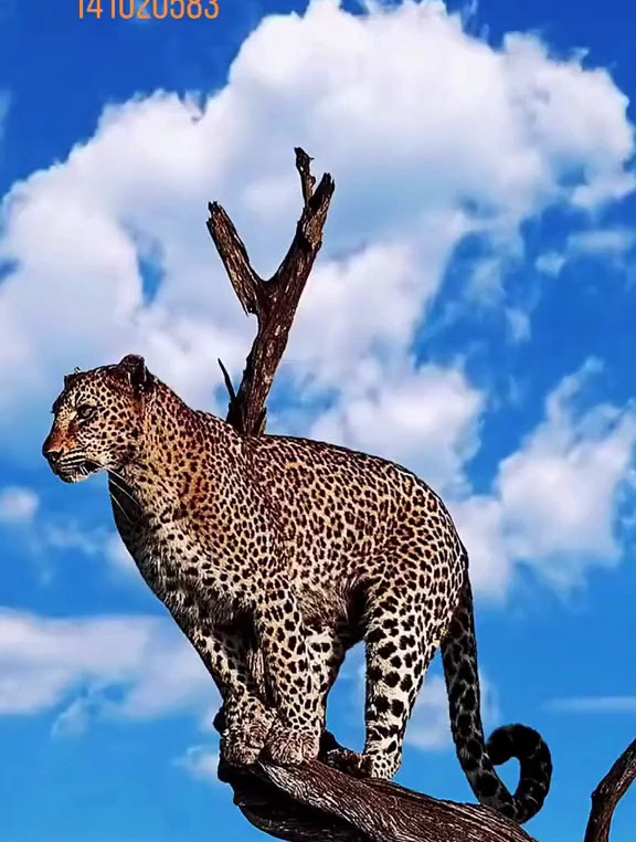 花豹 有一天你会发现,活着,已经是幸运的事情!