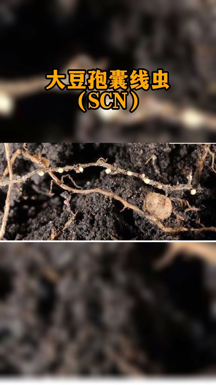 大豆根部病害诊断防治——大豆孢囊线虫(scn)