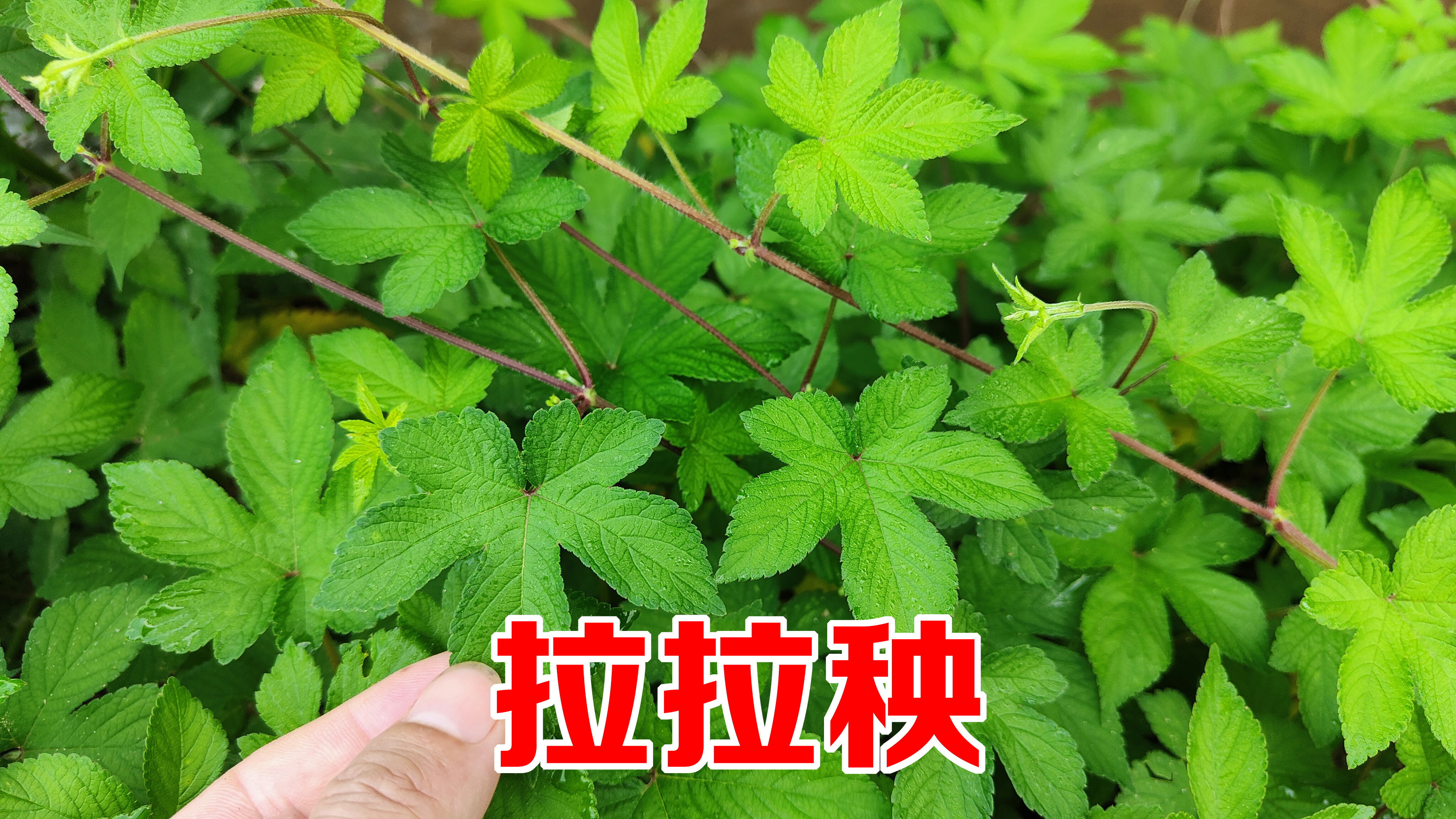 农村拉拉秧火了，被当地人称为“活血草”，这3大作用太厉害了！