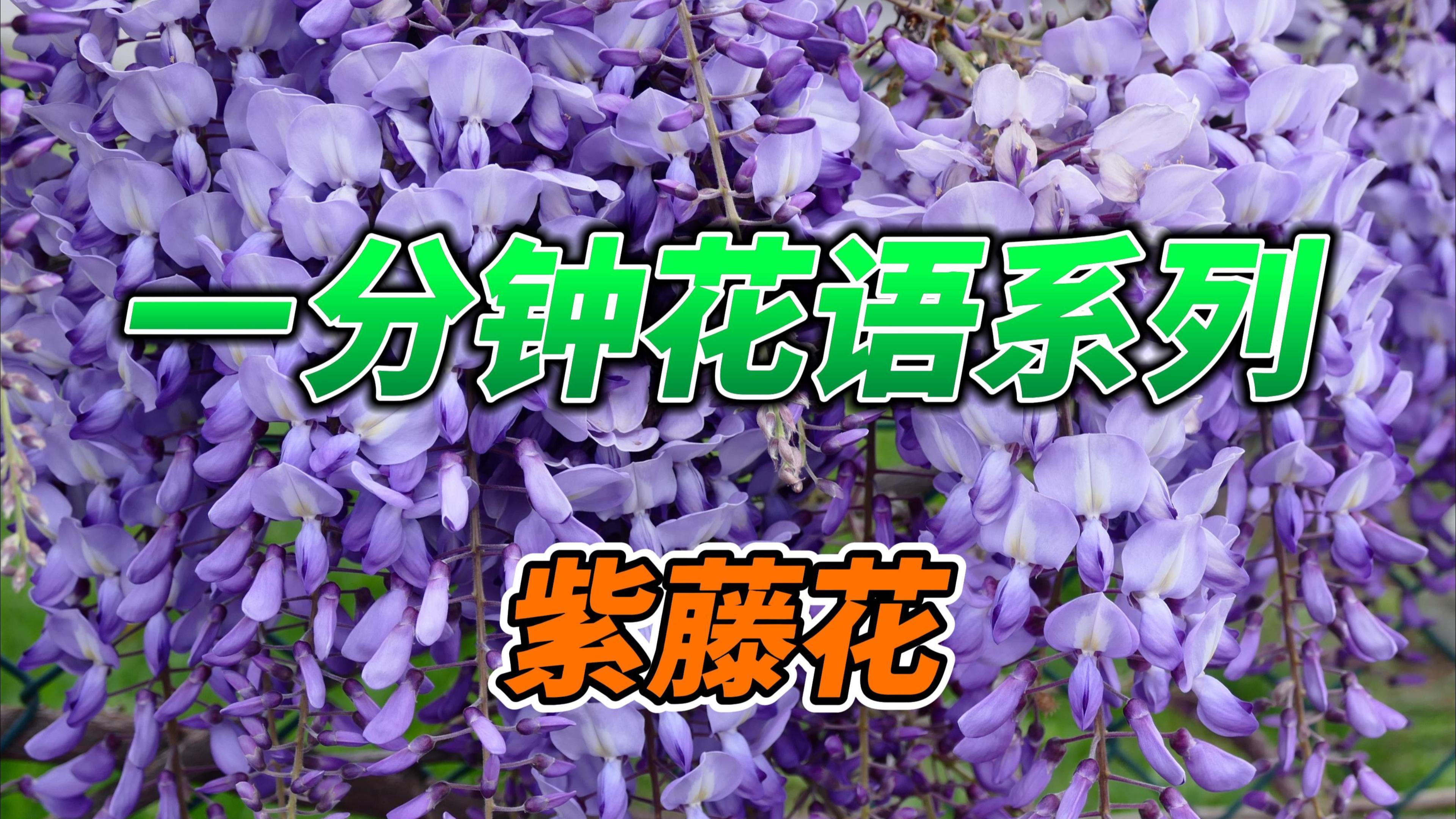 它被称为天下第一藤,诗仙李白曾为它写诗,你知道它的花语吗