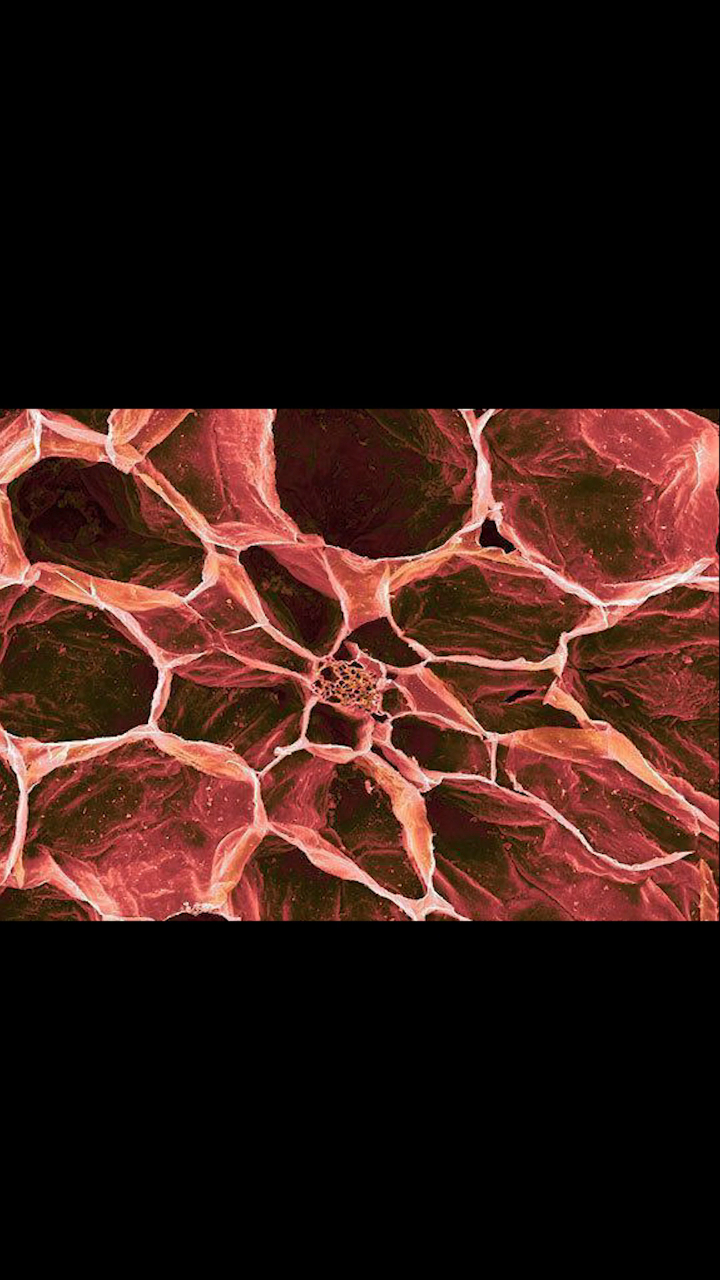 当这些物体被放大1000倍后你们肯定都猜不出来