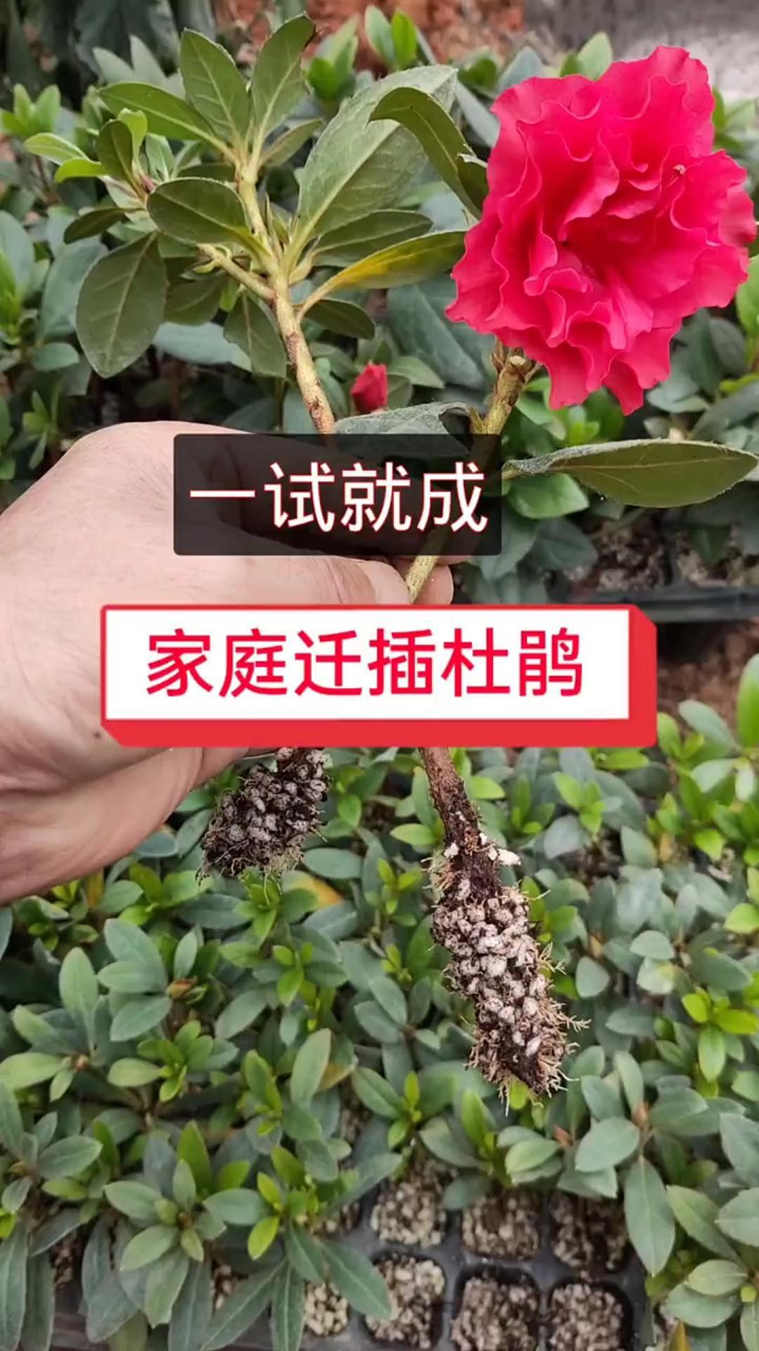 杜鹃花的扦插方法,新手小白也能轻松学会-度小视