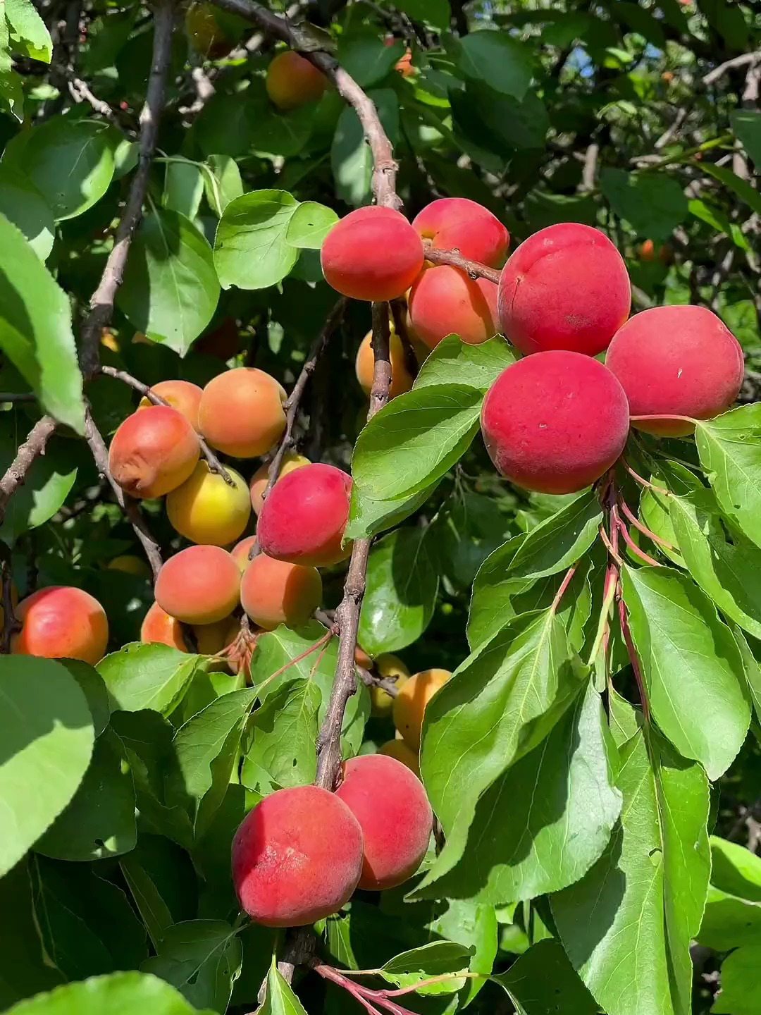 果子熟透掉落一地 但再也没有当年偷杏的小孩
