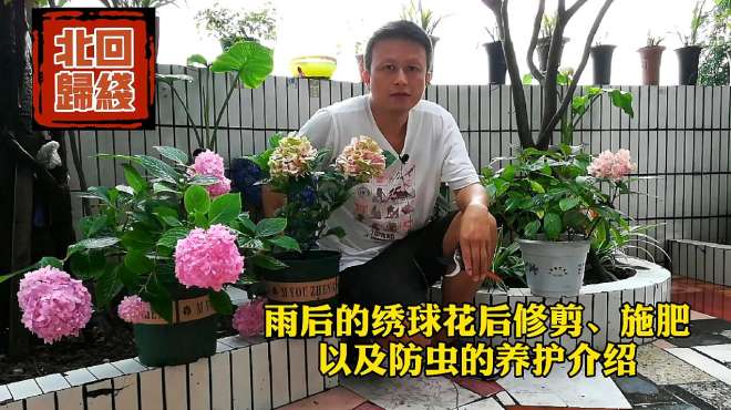 [图]夏季雨后的绣球，花后修剪和施肥，以及家庭盆栽防虫的养护介绍