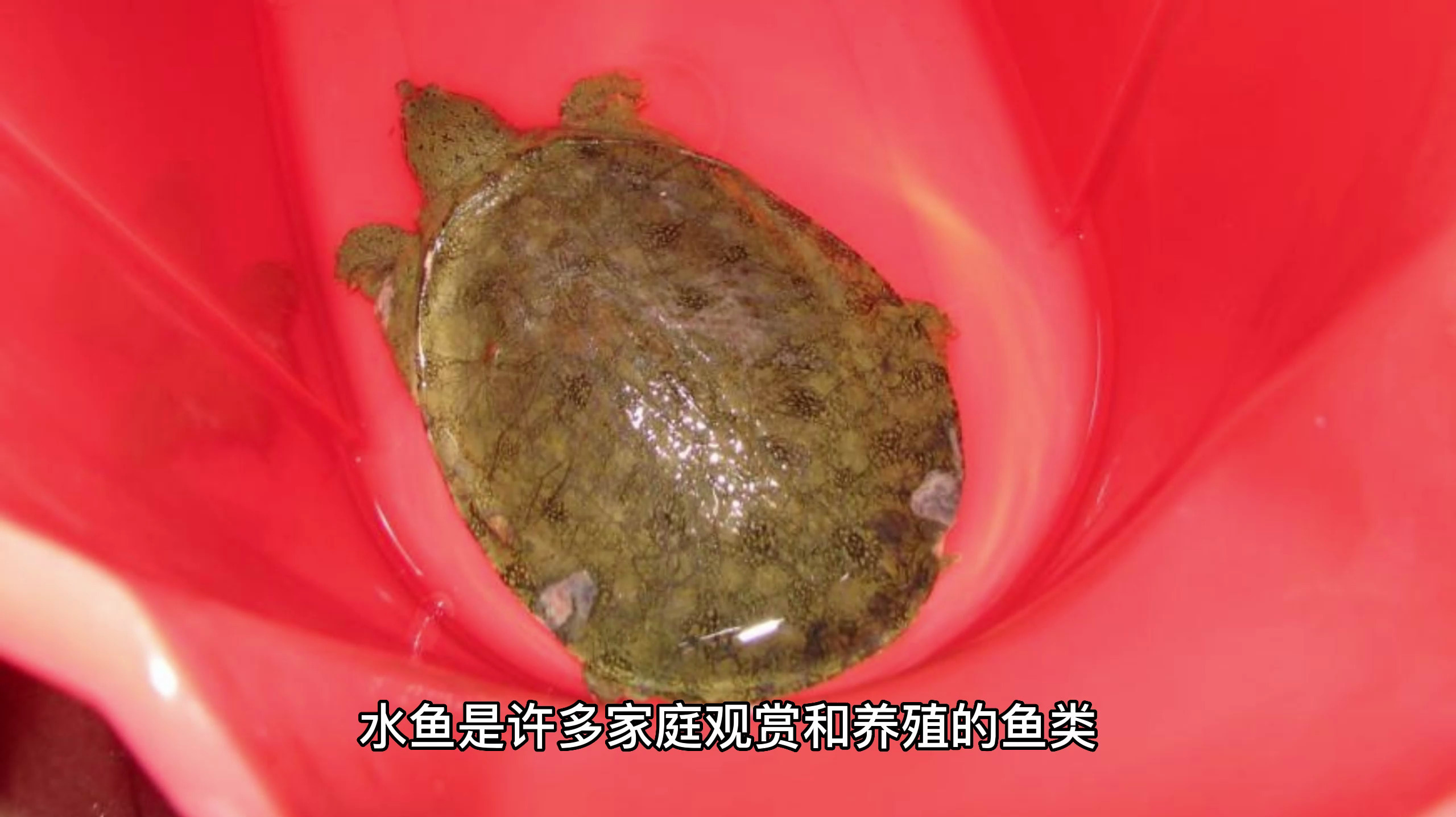 水鱼吃什么东西怎么养