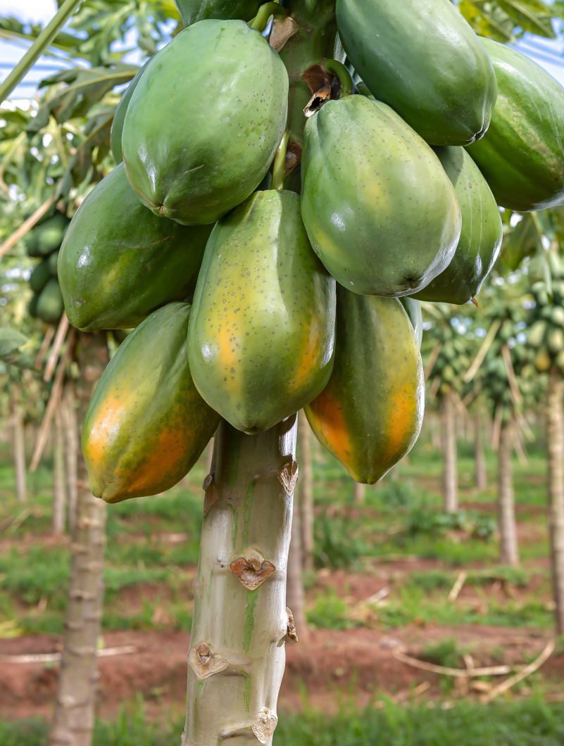 这样的木瓜你想吃吗?纯天然无公害水果