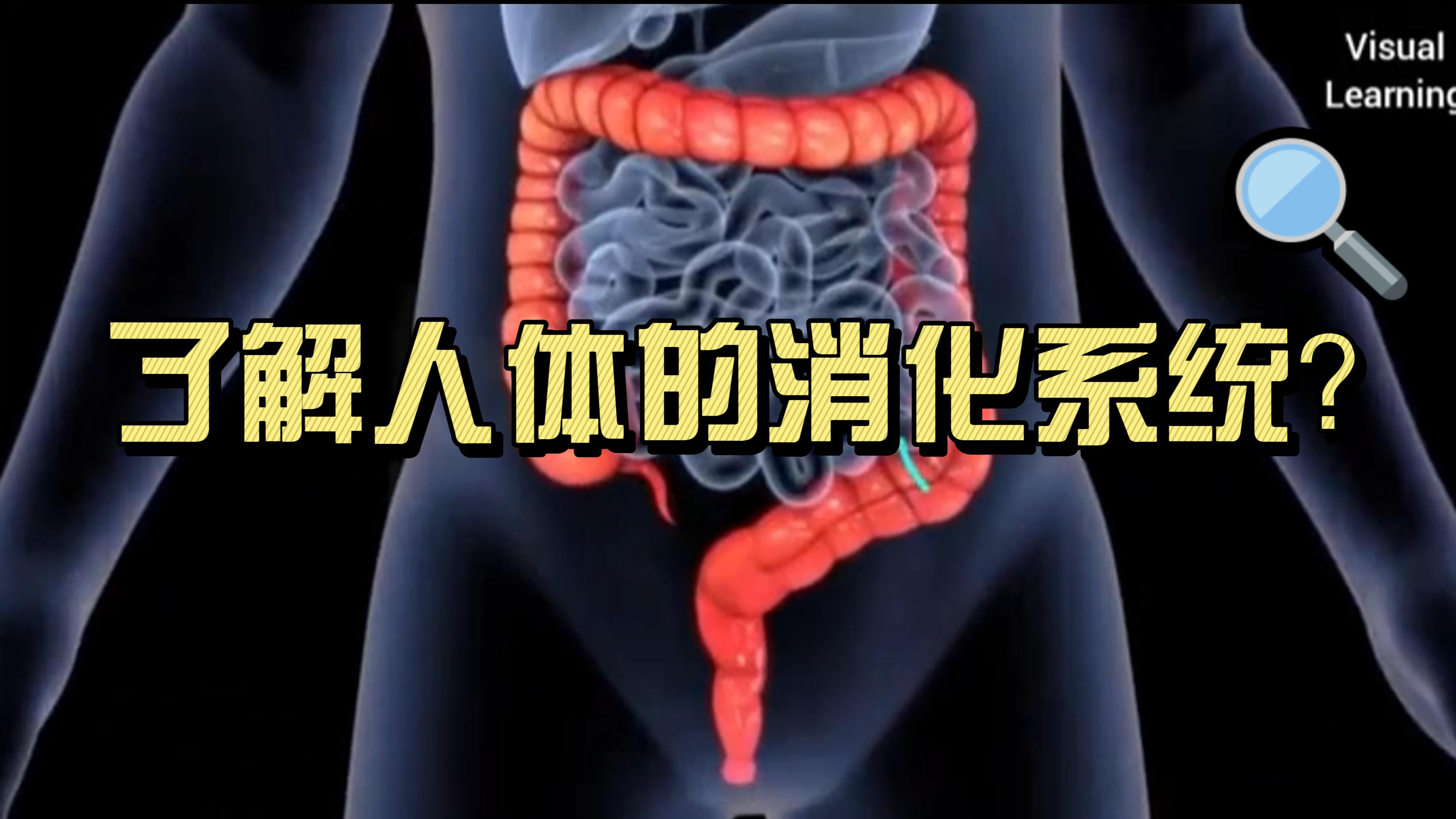 了解人体的消化系统,有助于避免痔疮