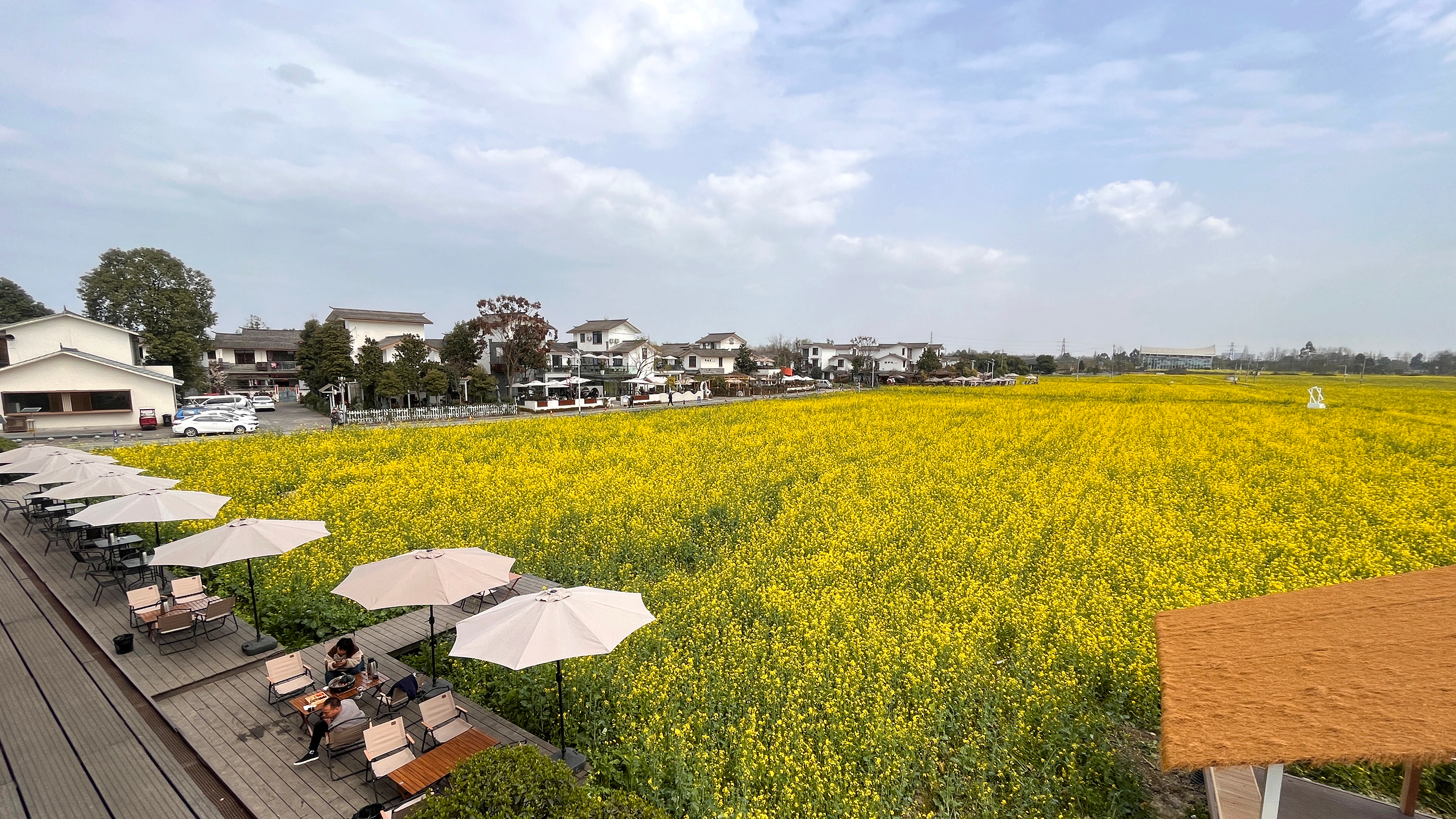抢先看成都五星村油菜花,400多亩非常震撼,详细旅游交通攻略!