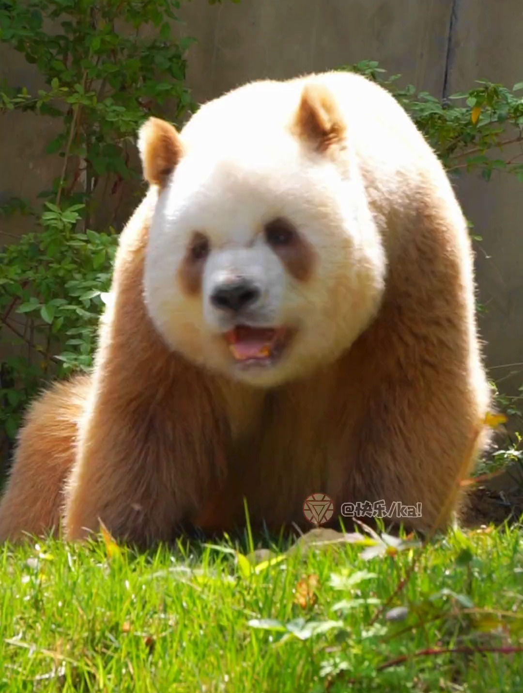 这笑容太治愈了!大熊猫七仔 可爱爆炸
