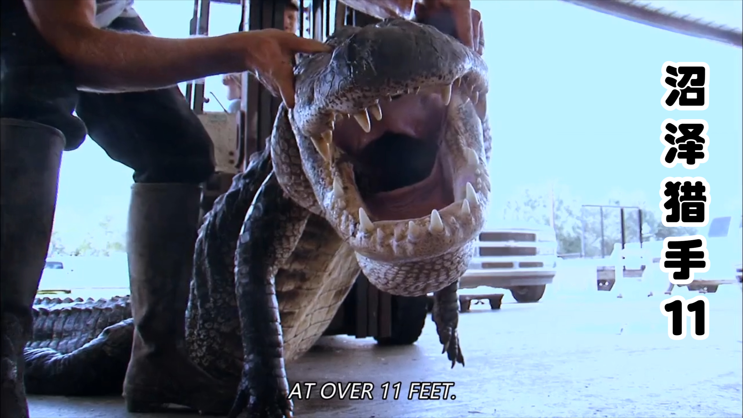 沼泽猎手:没想鳄鱼张嘴的力量不足30公斤,一个老爷爷轻松压住!