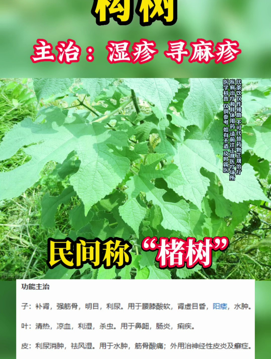 农村路边这种野草,放在中药里就是治疗湿疹荨麻疹的宝