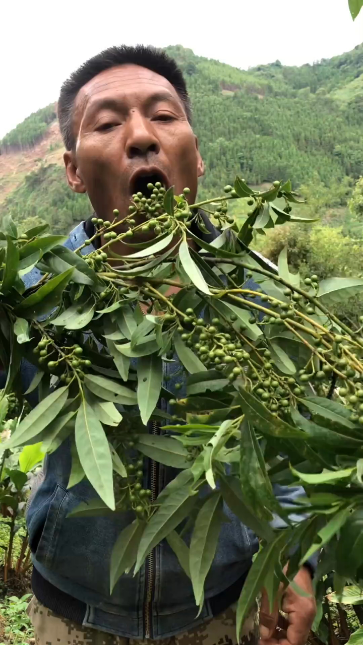 农村父母生活日常,木姜子