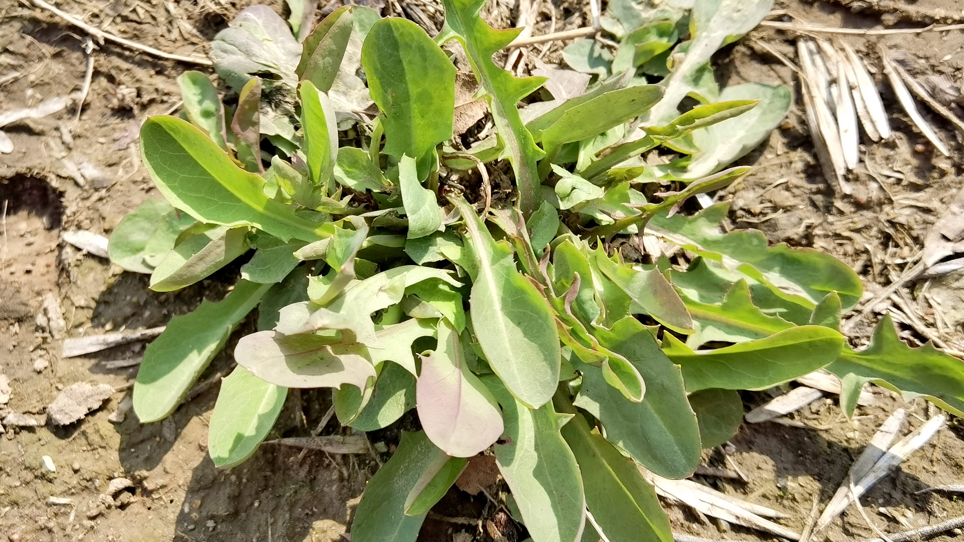 农村地里常见的苦菜，清明时节最鲜嫩，简单一拌，营养好吃又解腻