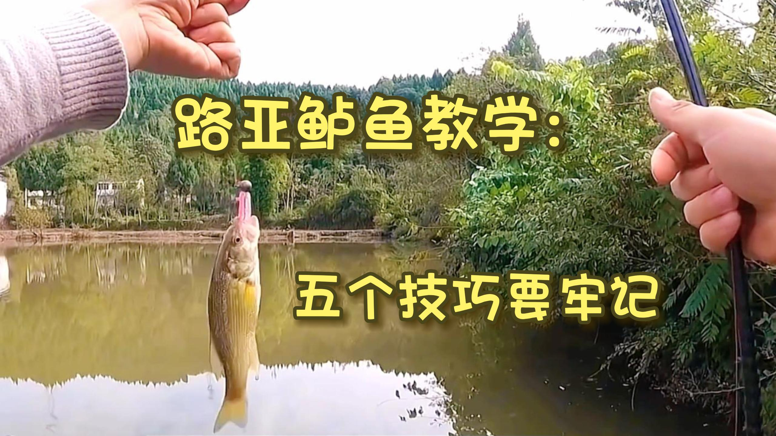 路亚鲈鱼的五个窍门你知道几个?一起来听听,全方面讲解鲈鱼钓法